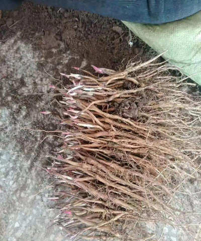 小众送妈妈的花有哪些花