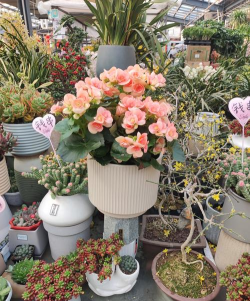 青鱼养殖，掌握关键技巧，提升养殖效益