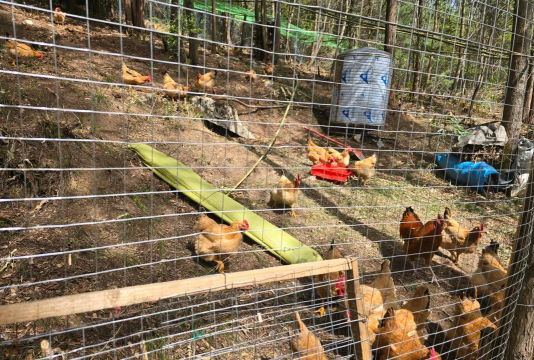 养殖图片，如何拍出好效果，分享实用技巧