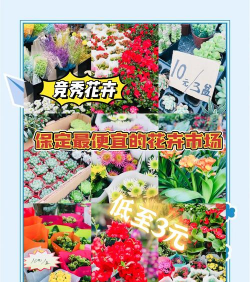 青鱼养殖，掌握关键技巧，提升养殖效益