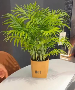 家里阳光不足怎么养花，选对植物种类，掌握养护技巧