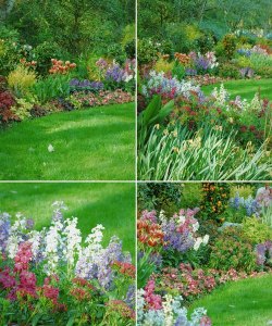 家里阳光不足怎么养花，选对植物种类，掌握养护技巧