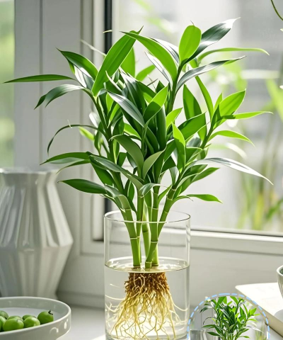 小众送妈妈的花有哪些花