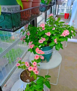 鸡蛋养殖，提升产量，确保品质