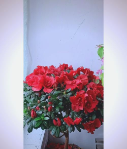 小众送妈妈的花有哪些花