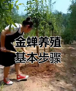 青鱼养殖，掌握关键技巧，提升养殖效益