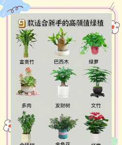 青鱼养殖，掌握关键技巧，提升养殖效益