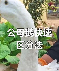 家里阳光不足怎么养花，选对植物种类，掌握养护技巧