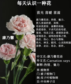 养花的话语，传递温暖心意，表达美好祝福