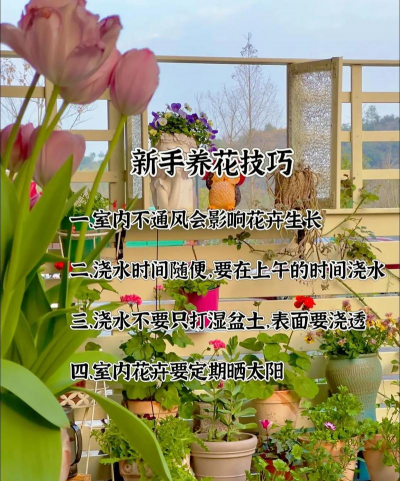 家里阳光不足怎么养花，选对植物种类，掌握养护技巧