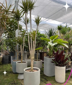 家里阳光不足怎么养花，选对植物种类，掌握养护技巧