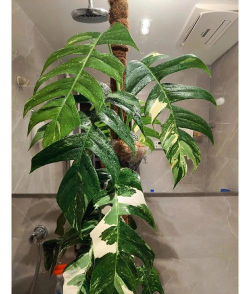 家里阳光不足怎么养花，选对植物种类，掌握养护技巧