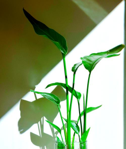 家里阳光不足怎么养花，选对植物种类，掌握养护技巧