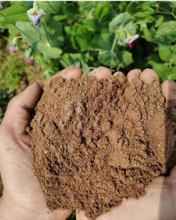 家里阳光不足怎么养花，选对植物种类，掌握养护技巧