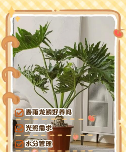 水宝宝养花的好处，提升观赏性，改善家居氛围