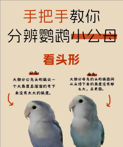 水宝宝养花的好处，提升观赏性，改善家居氛围