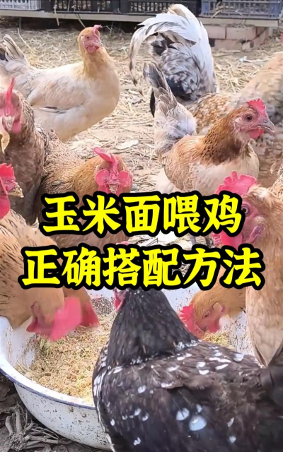 养殖土鸡,掌握关键技巧,提升养殖效益 养殖土鸡,掌握关键技巧,提升养殖效益