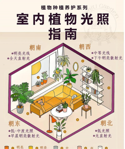 水养花花瓶，挑选合适款式，搭配植物更美观