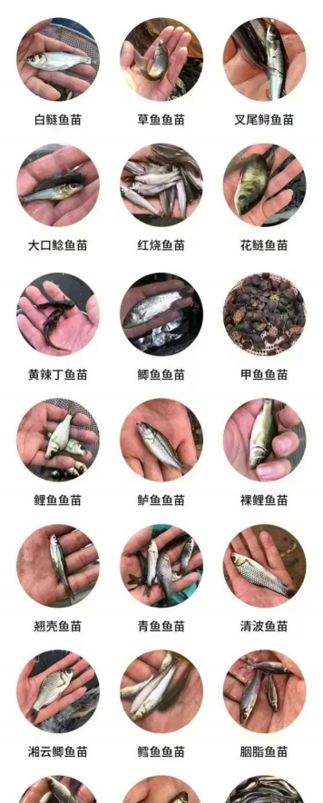 水养花花瓶，挑选合适款式，搭配植物更美观