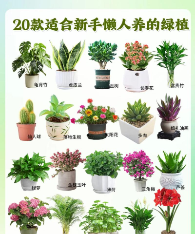 水养花花瓶，挑选合适款式，搭配植物更美观