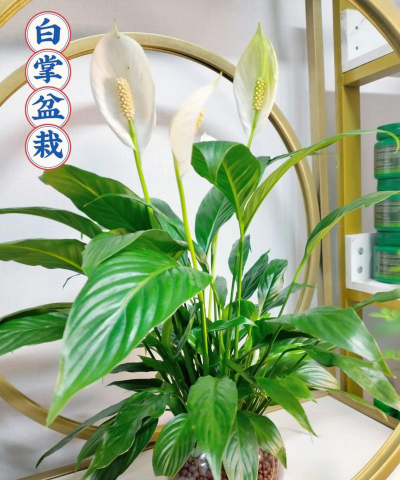 花卉一帆风顺，养护技巧分享，新手也能轻松上手