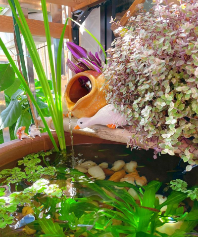 家里阳光不足怎么养花，选对植物种类，掌握养护技巧