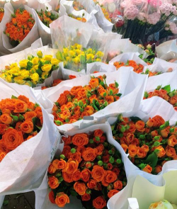 贵阳花卉市场,品种丰富多样,价格实惠亲民 贵阳花卉市场,品种丰富多样,价格实惠亲民