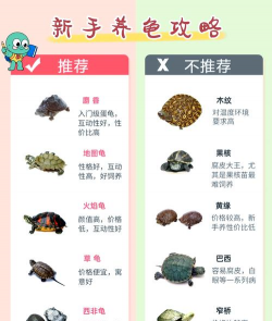 水宝宝养花的好处，提升观赏性，改善家居氛围