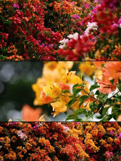 蟹的养殖，技术要点，常见问题