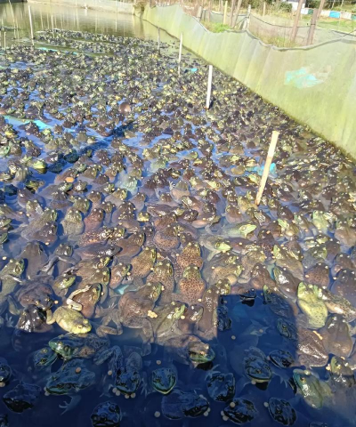 养殖牛蛙，掌握关键技巧，实现稳定收益