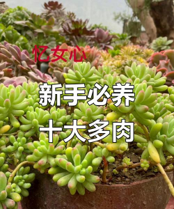 家庭养殖，新手入门，轻松上手