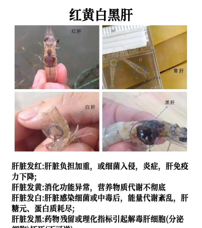 养花说课稿，教学重点解析，课堂互动设计