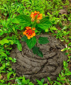 家里阳光不足怎么养花，选对植物种类，掌握养护技巧