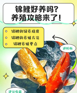 养殖锦鲤，新手入门指南，轻松养出好状态