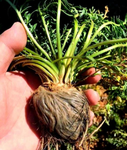 玛咖一般是从哪种植物