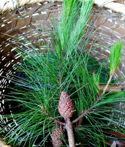 蟹的养殖，技术要点，常见问题