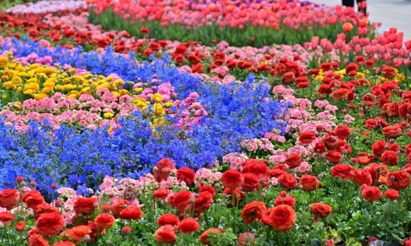 蟹的养殖，技术要点，常见问题