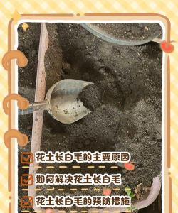 养花说课稿，教学重点解析，课堂互动设计