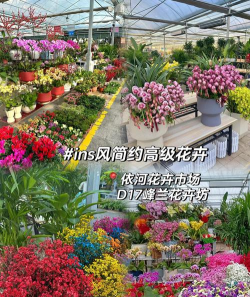 养花说课稿，教学重点解析，课堂互动设计