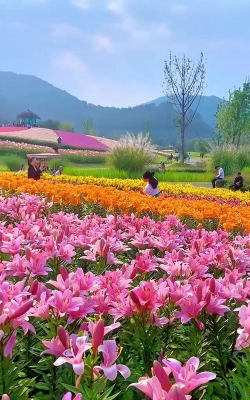 养花不好的人煞气多，养花常见问题，如何化解煞气