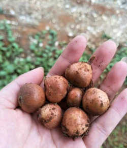 小众送妈妈的花有哪些花