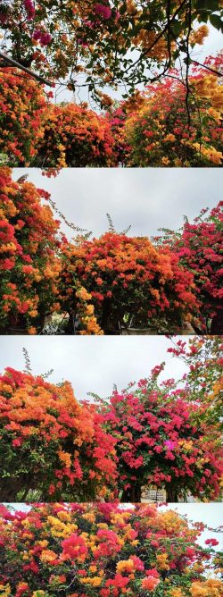 水宝宝养花的好处，提升观赏性，改善家居氛围