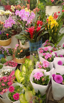 水宝宝养花的好处，提升观赏性，改善家居氛围