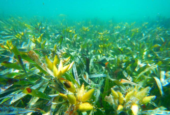 小众送妈妈的花有哪些花