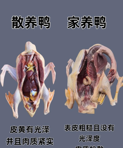 室内花卉装饰，提升居家氛围，打造自然空间