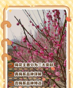 室内花卉装饰，提升居家氛围，打造自然空间