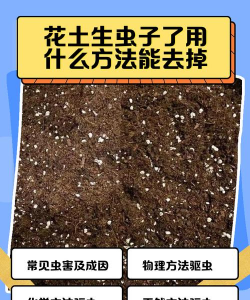 室内花卉装饰，提升居家氛围，打造自然空间