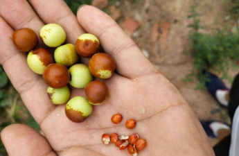 小众送妈妈的花有哪些花