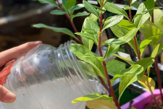 青鱼养殖，掌握关键技巧，提升养殖效益