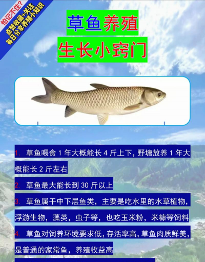 草鱼养殖，掌握关键技巧，实现高效产出